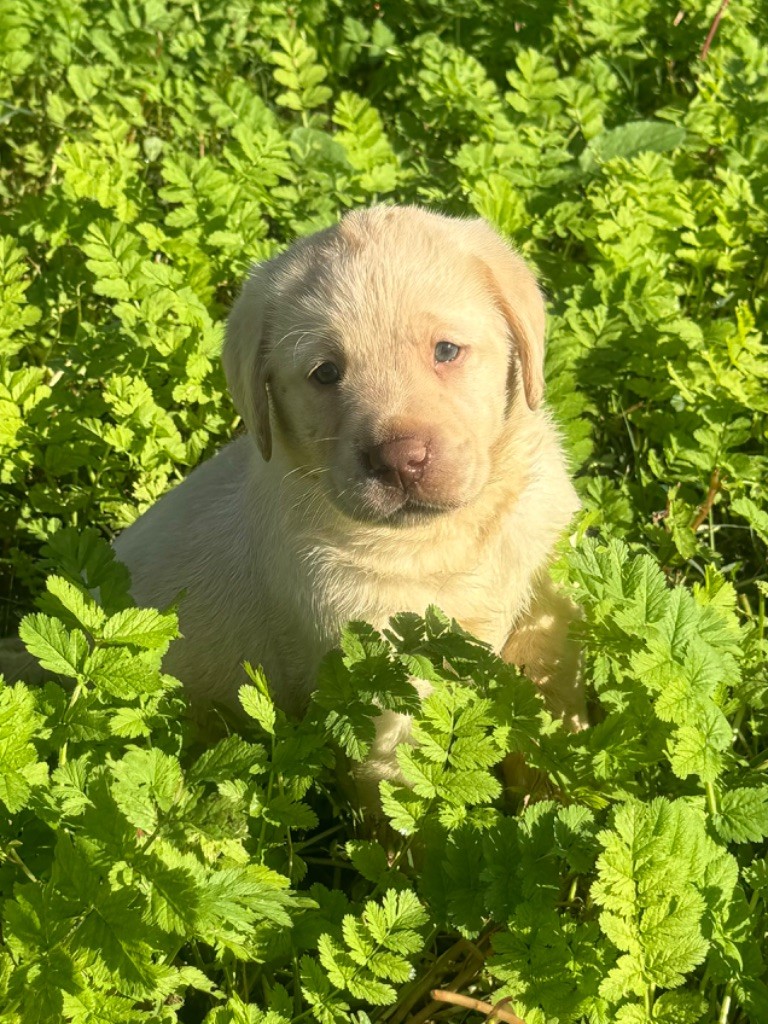 du clos du barrian - Chiot disponible  - Labrador Retriever