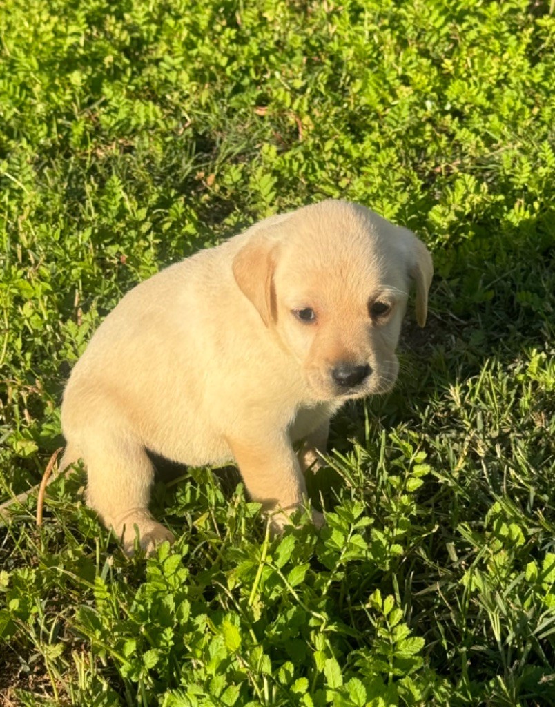 du clos du barrian - Chiot disponible  - Labrador Retriever