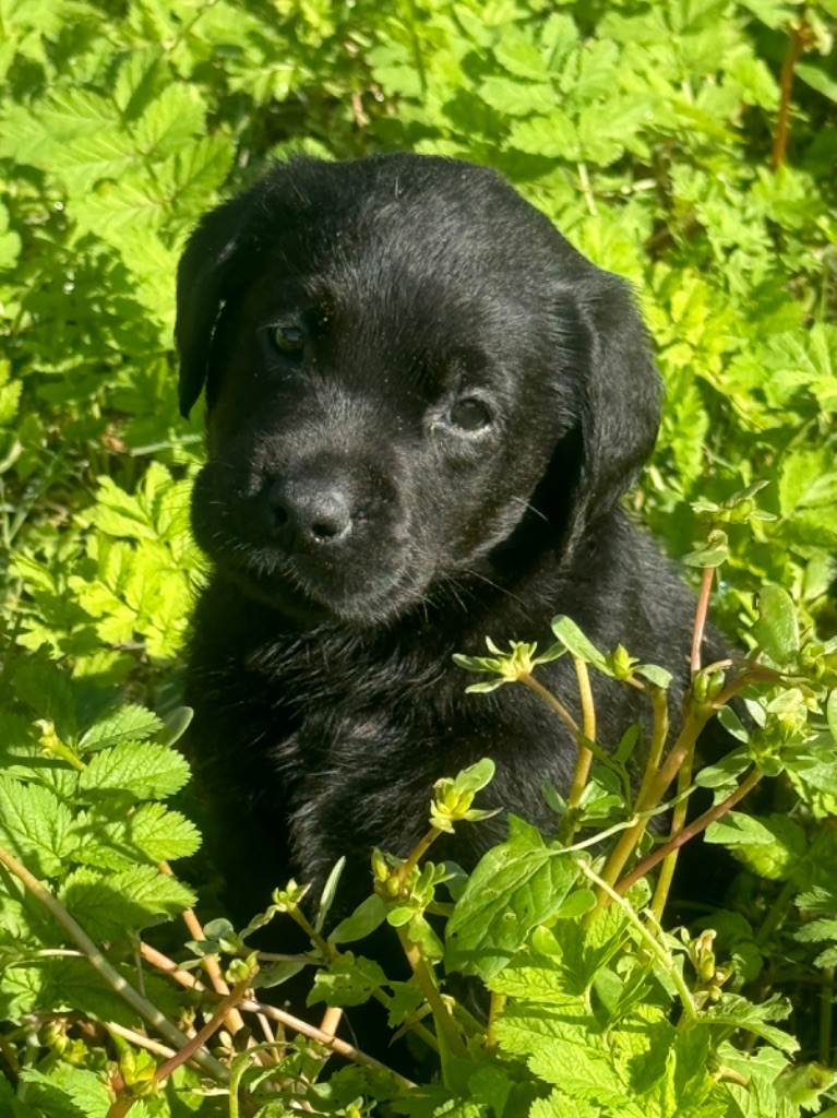 chiot Labrador Retriever du clos du barrian