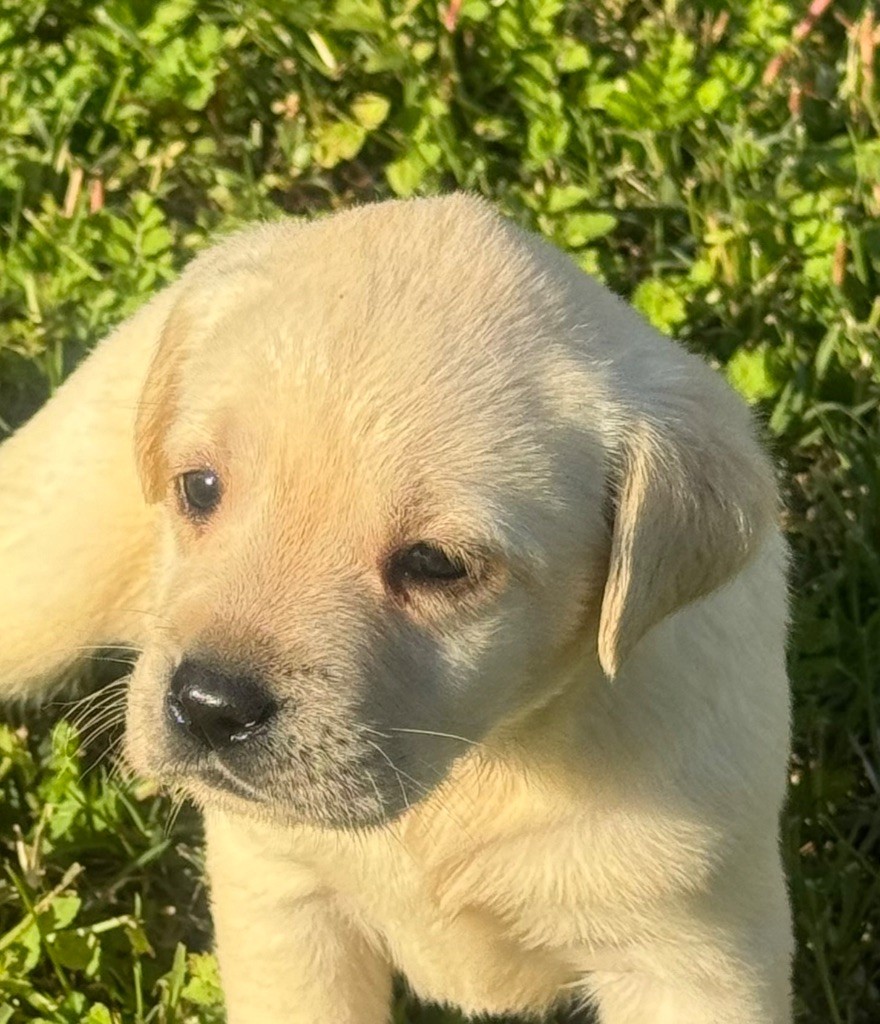 du clos du barrian - Chiot disponible  - Labrador Retriever