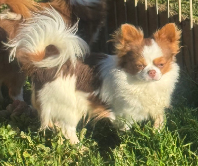 CHIOT blanc et choco virgule