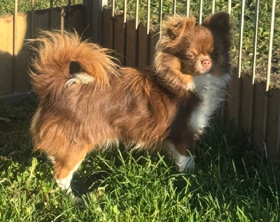 CHIOT chocolat et blanc vico