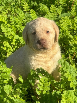 du clos du barrian - Labrador Retriever - Portée née le 24/09/2024