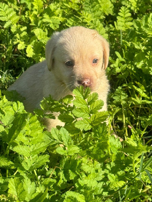 CHIOT sable 