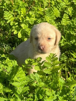 CHIOT sable 