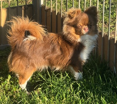 CHIOT chocolat et blanc vico