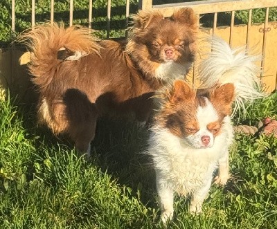 CHIOT chocolat et blanc vico