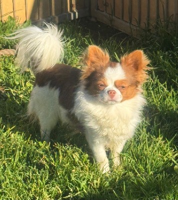 CHIOT blanc et choco virgule