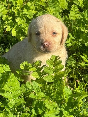 CHIOT sable 