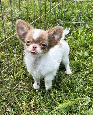 CHIOT blanc et lavande Vidor