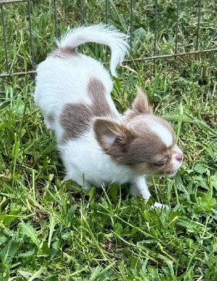 CHIOT blanc et lavande Vidor