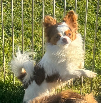 CHIOT blanc et choco virgule