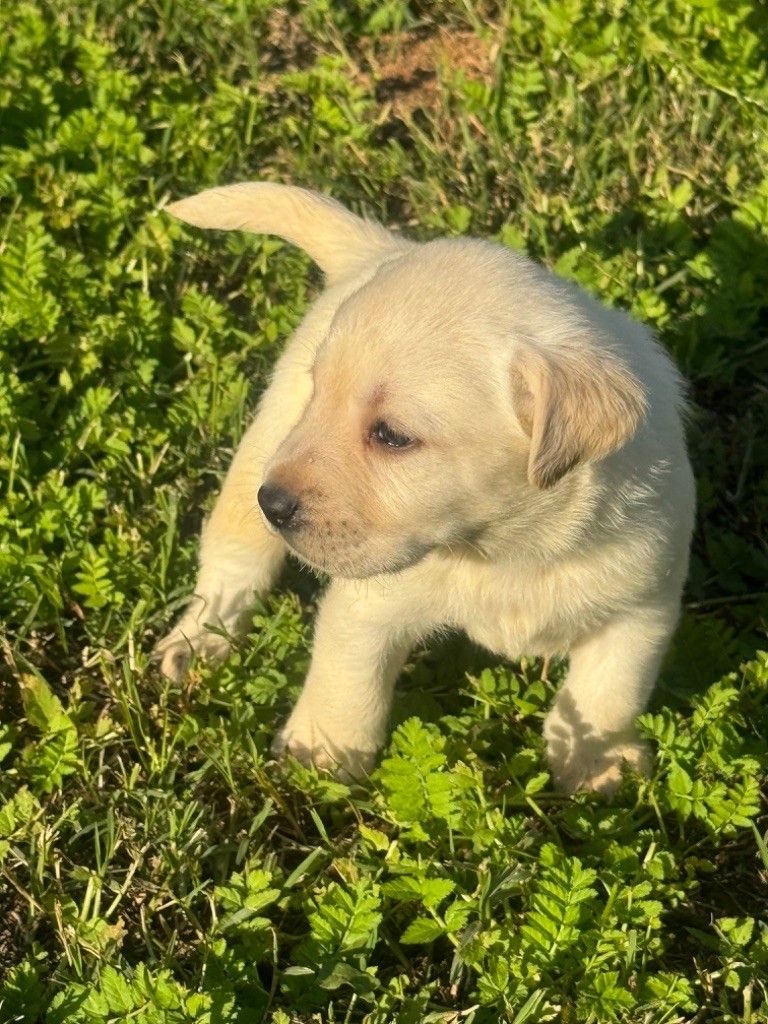 du clos du barrian - Chiot disponible  - Labrador Retriever