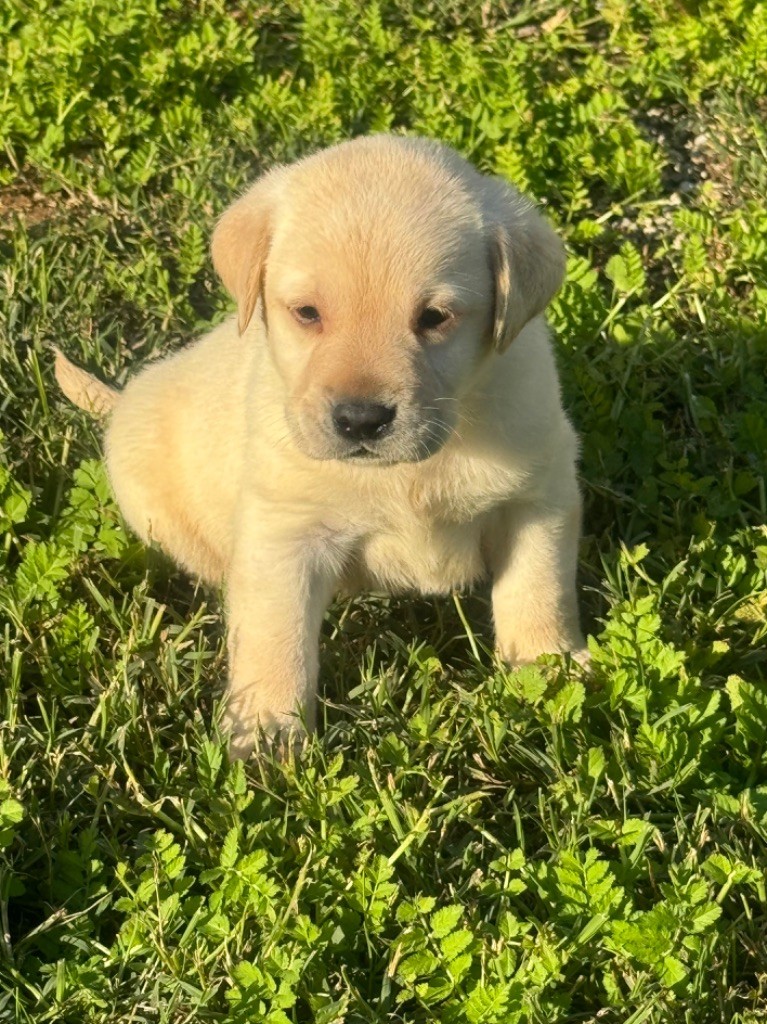 du clos du barrian - Chiot disponible  - Labrador Retriever