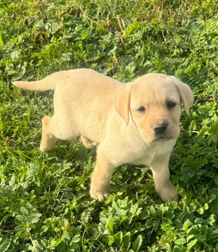 du clos du barrian - Chiot disponible  - Labrador Retriever