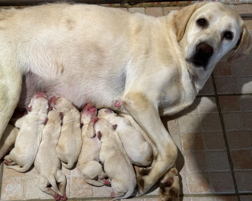 chiot Labrador Retriever du clos du barrian