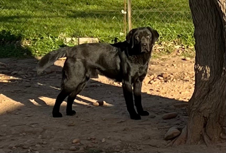 Simba du clos du barrian