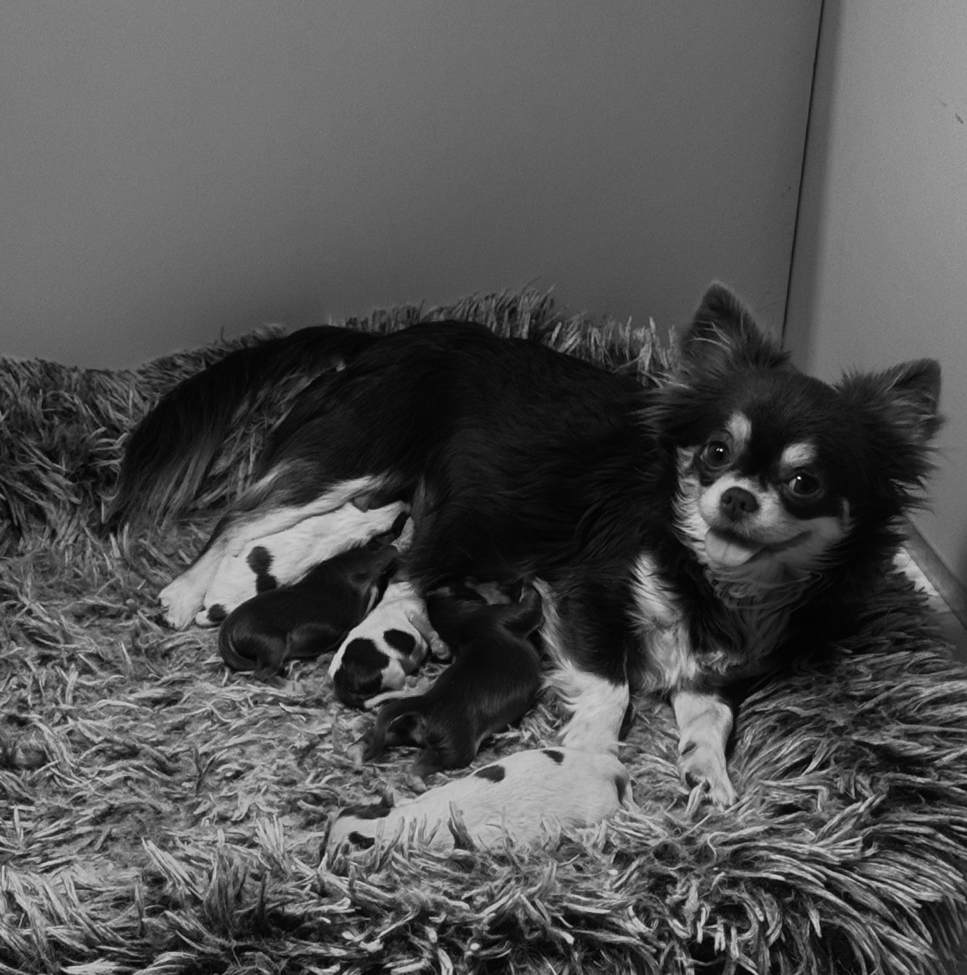 VALENTINE (Sans Affixe)