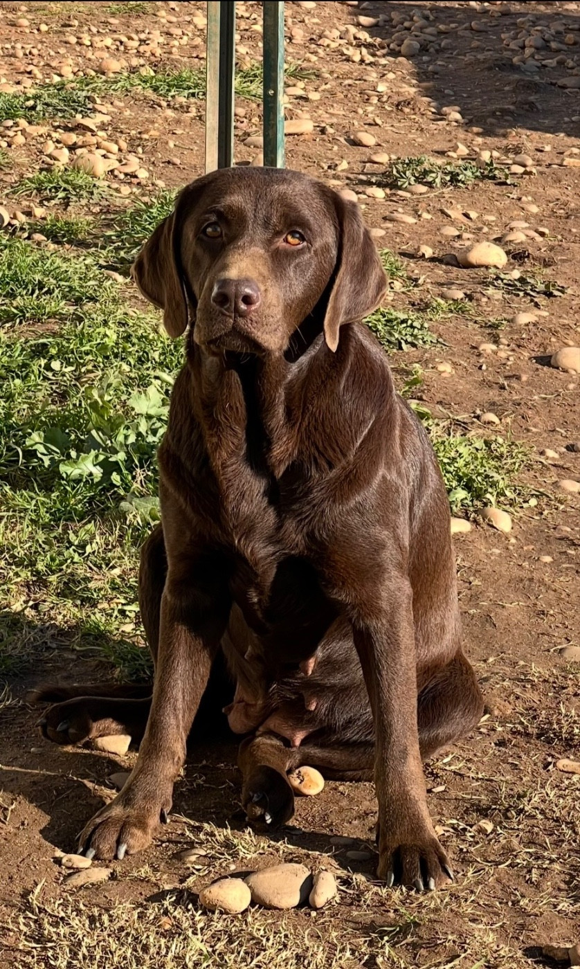 URANIE du clos du barrian