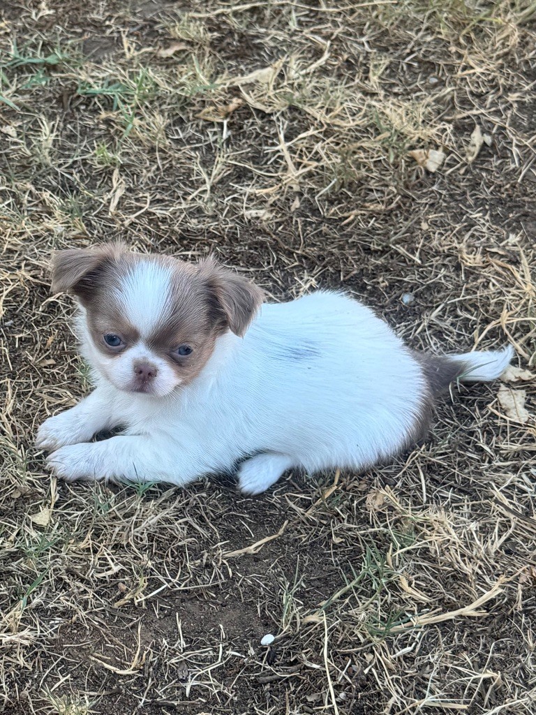 du clos du barrian - Chiots disponibles - Chihuahua
