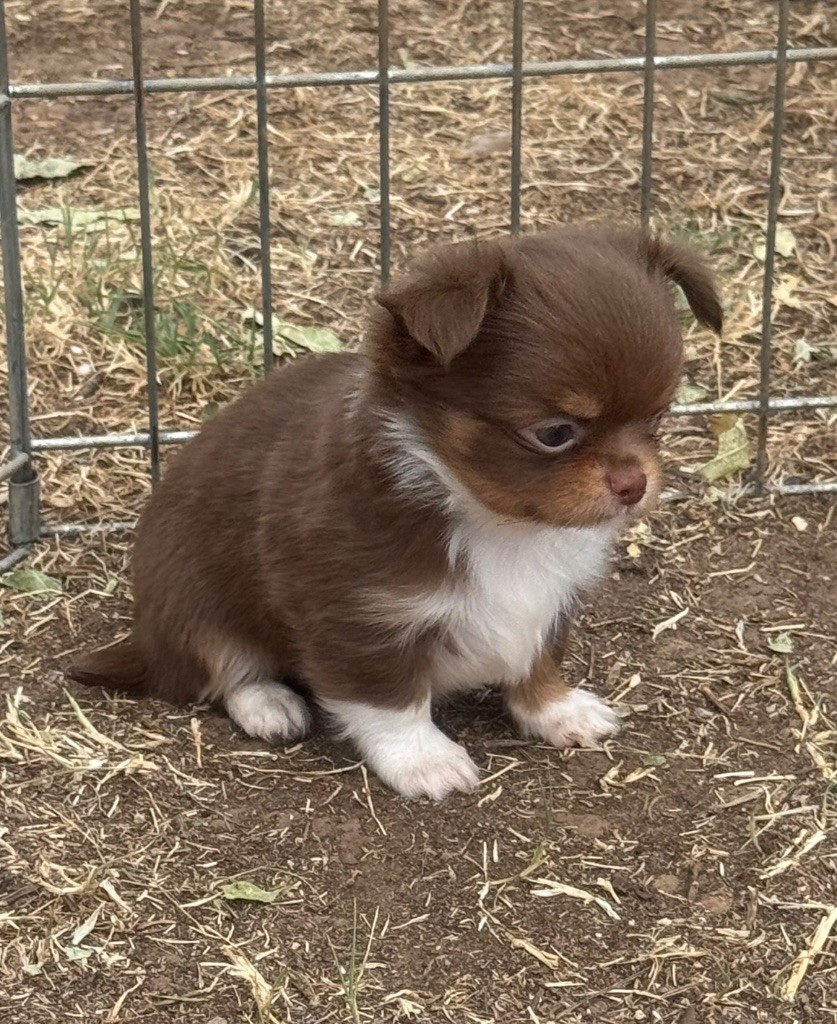 du clos du barrian - Chiots disponibles - Chihuahua