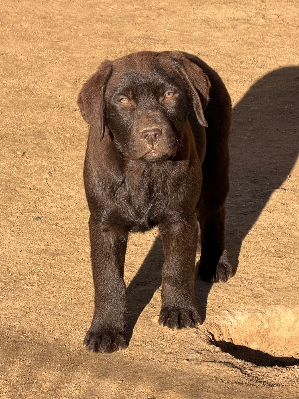 du clos du barrian - Chiots disponibles - Labrador Retriever