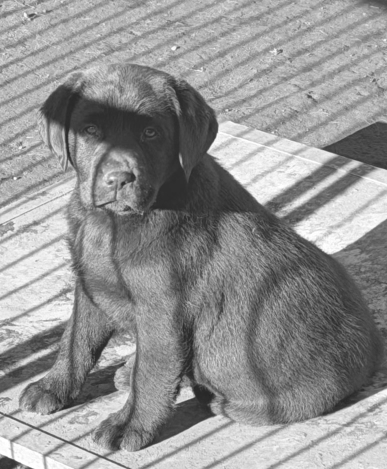 du clos du barrian - Chiots disponibles - Labrador Retriever