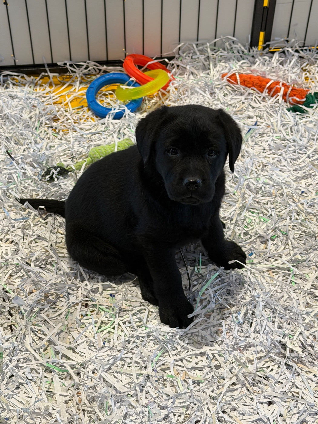 du clos du barrian - Chiots disponibles - Labrador Retriever