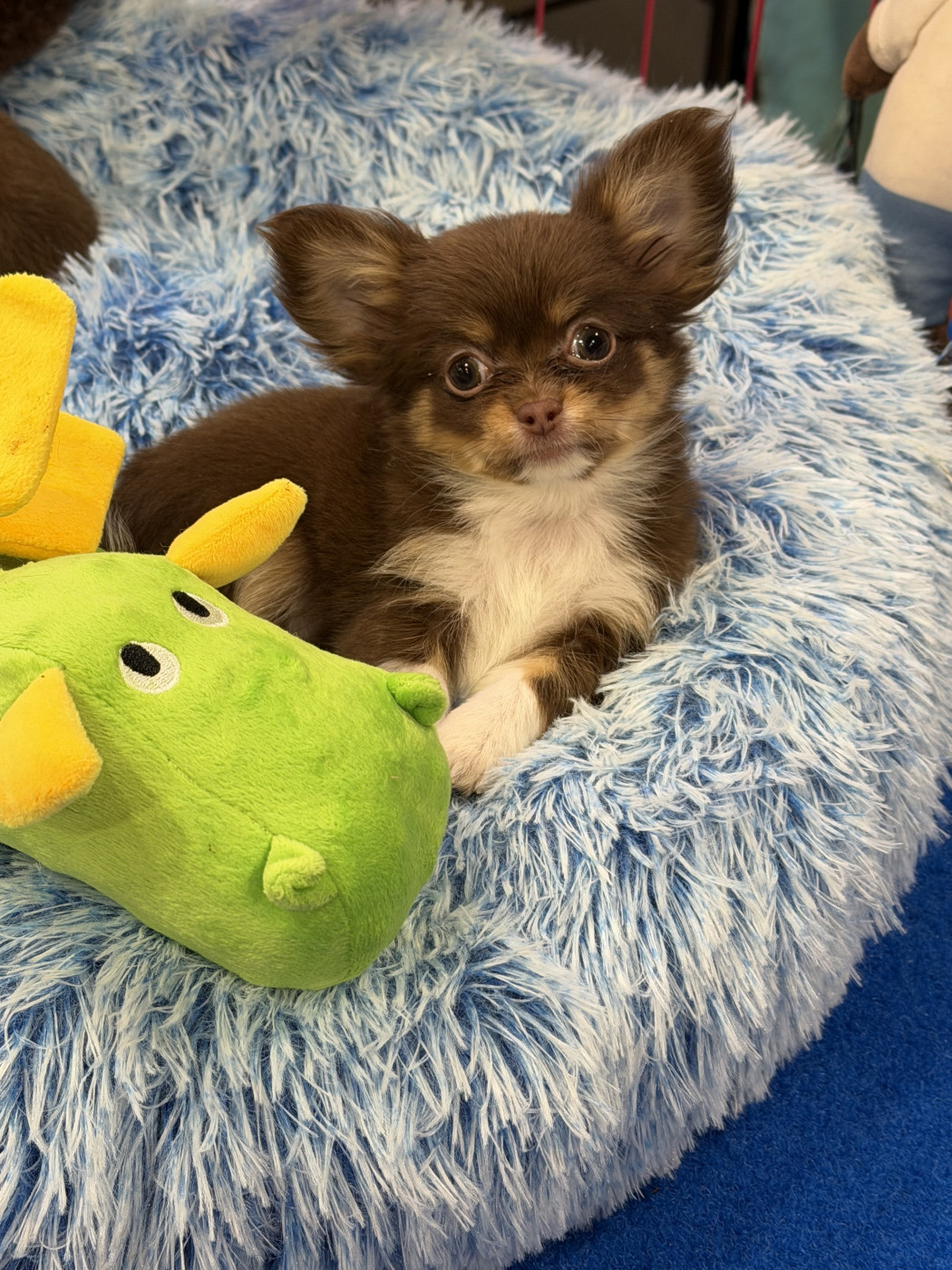 du clos du barrian - Chihuahua - Portée née le 30/11/2025