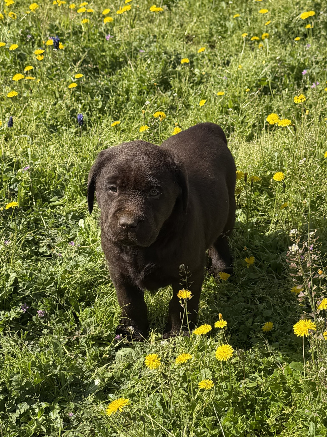 du clos du barrian - Chiots disponibles - Labrador Retriever