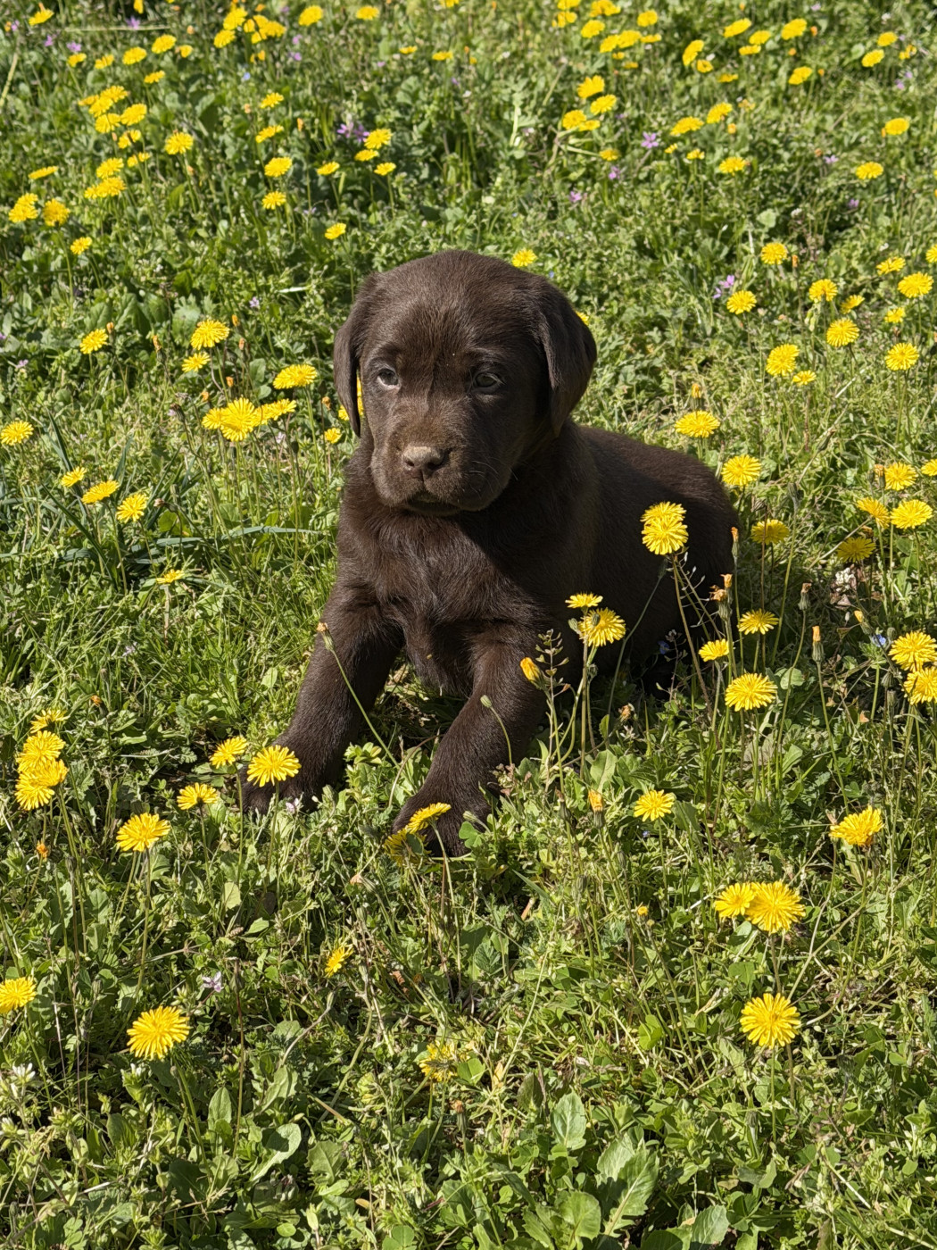 du clos du barrian - Chiots disponibles - Labrador Retriever
