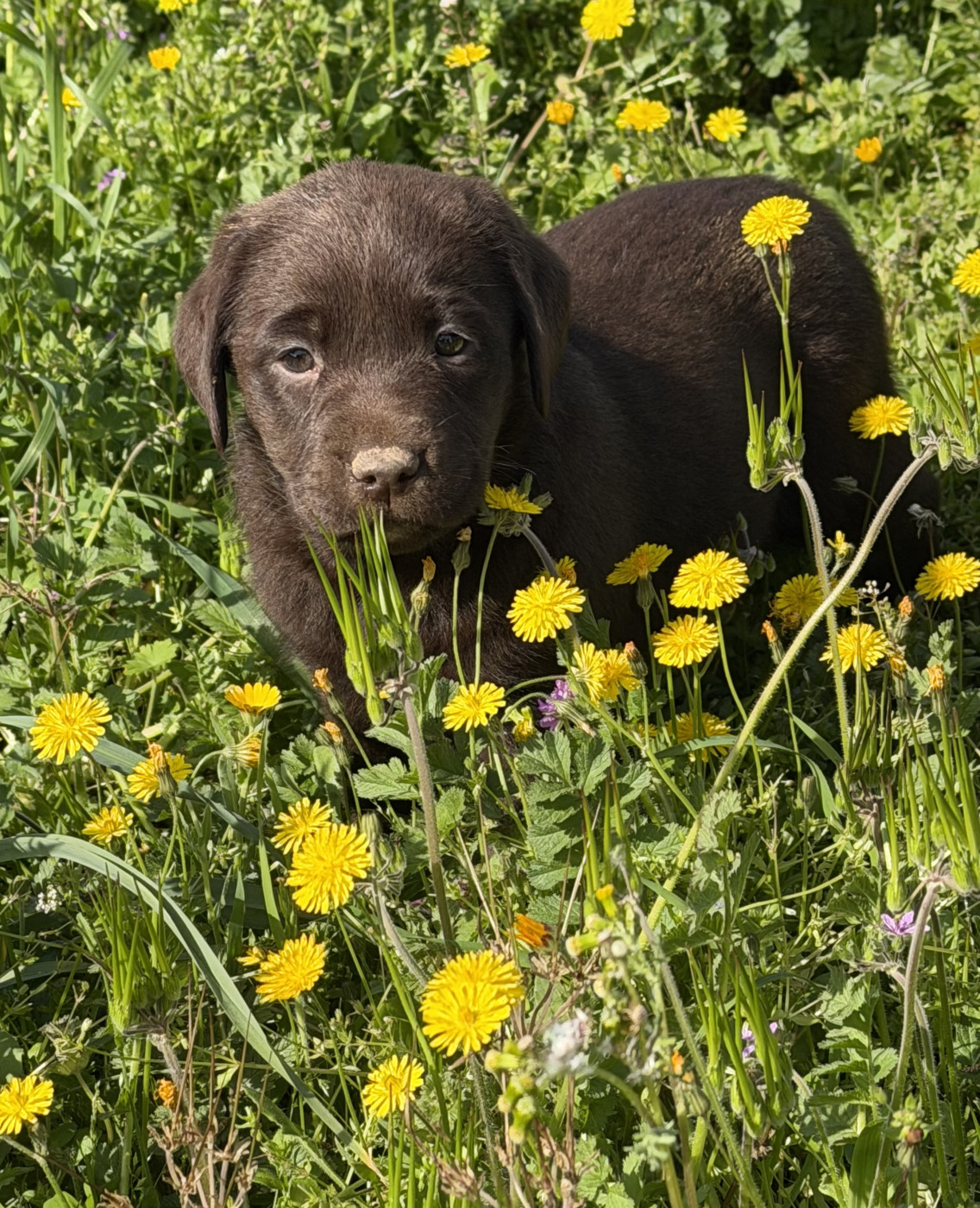 du clos du barrian - Chiots disponibles - Labrador Retriever