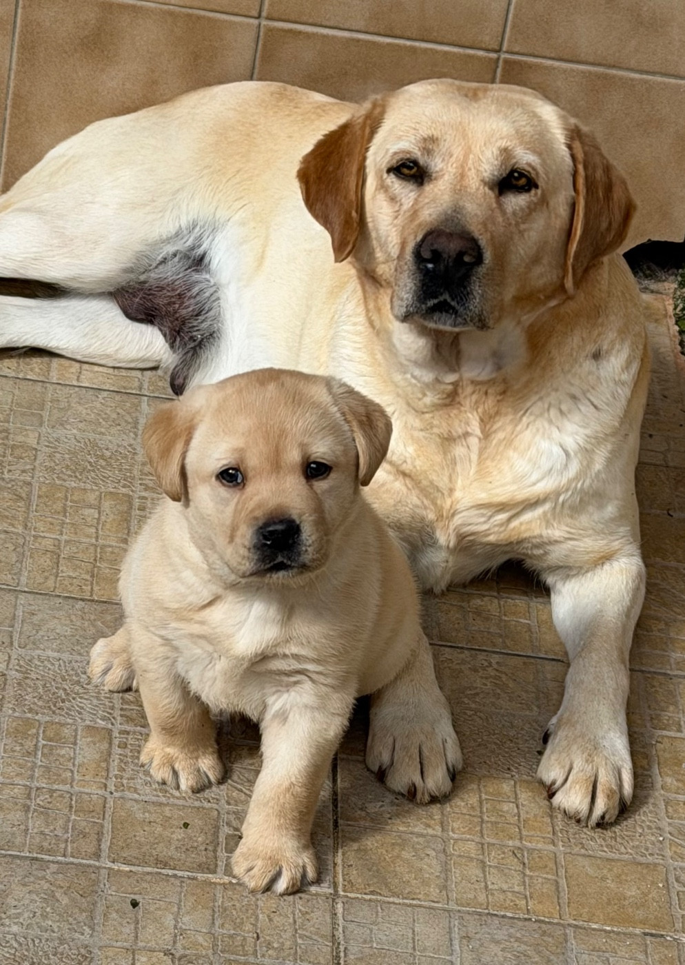 du clos du barrian - Chiots disponibles - Labrador Retriever