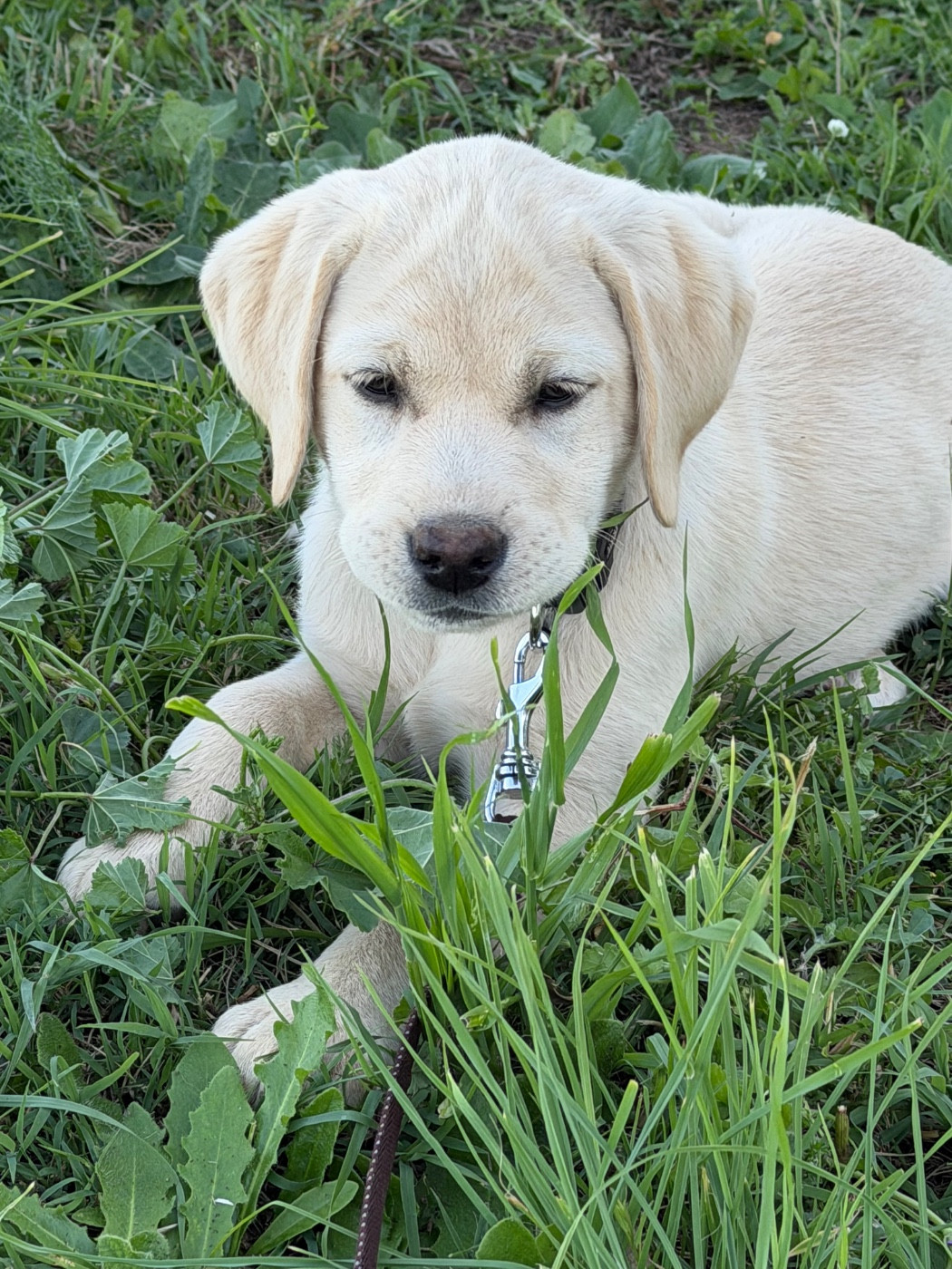 du clos du barrian - Chiots disponibles - Labrador Retriever