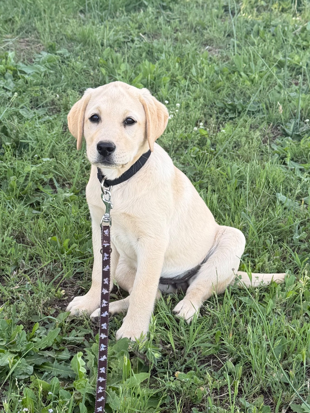 du clos du barrian - Chiots disponibles - Labrador Retriever