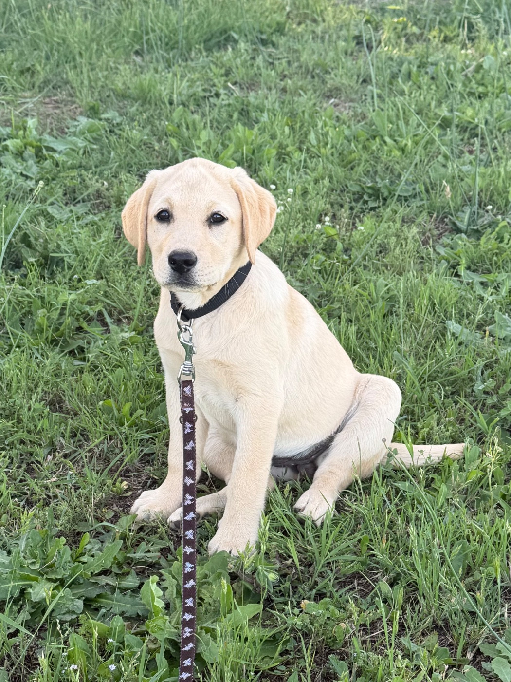 Chiot Labrador Retriever du clos du barrian