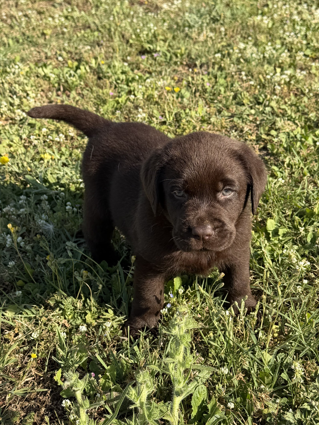 du clos du barrian - Chiots disponibles - Labrador Retriever