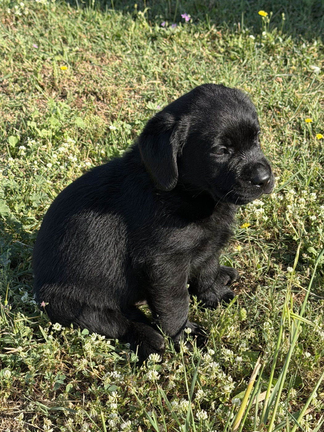 du clos du barrian - Chiots disponibles - Labrador Retriever
