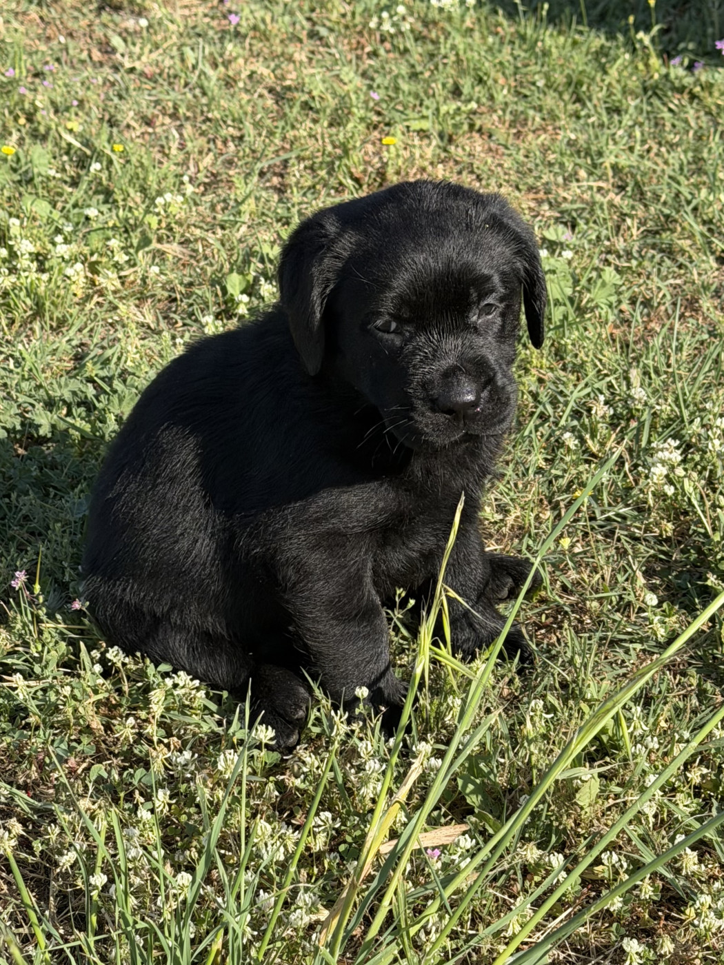 du clos du barrian - Chiots disponibles - Labrador Retriever
