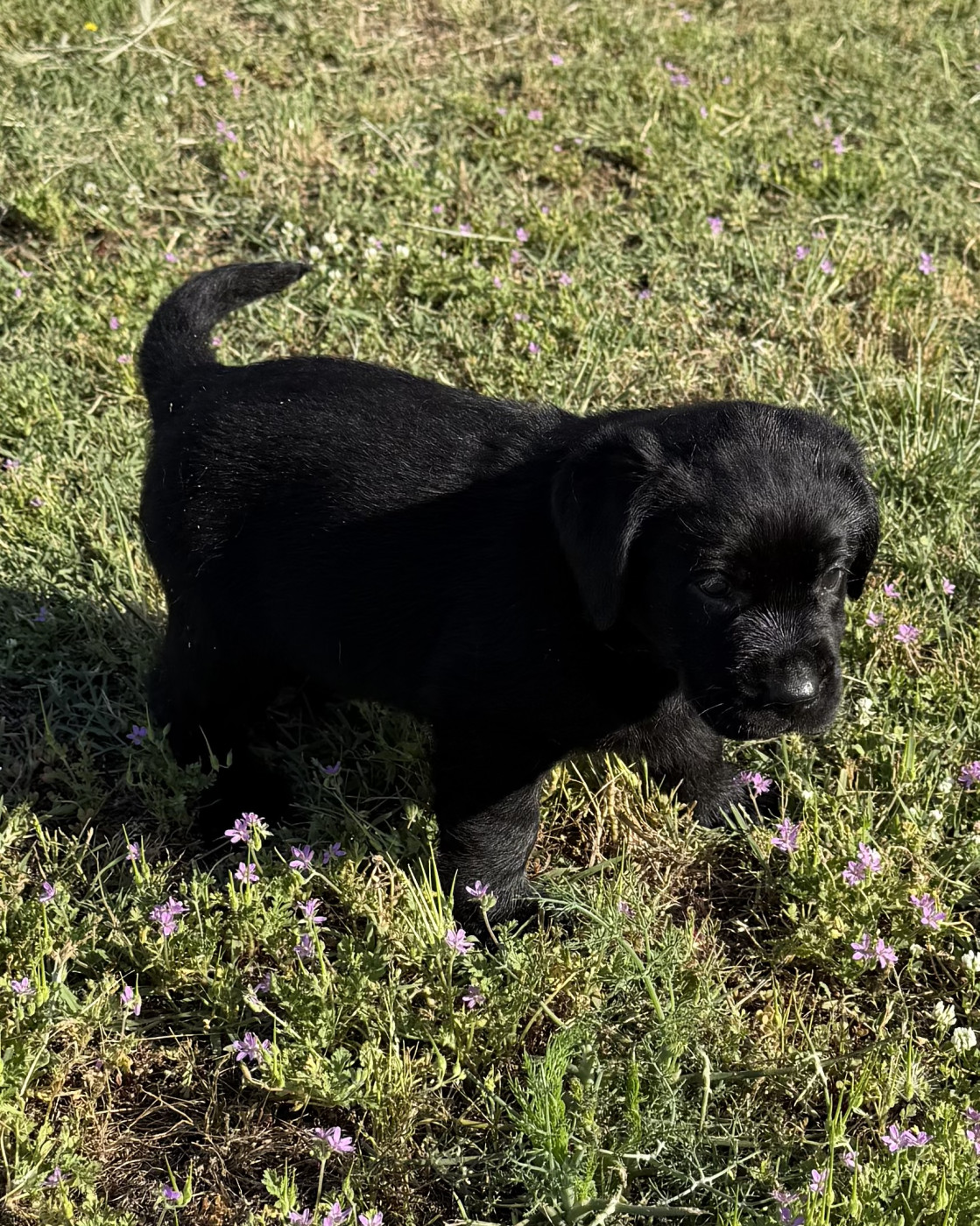 du clos du barrian - Chiots disponibles - Labrador Retriever