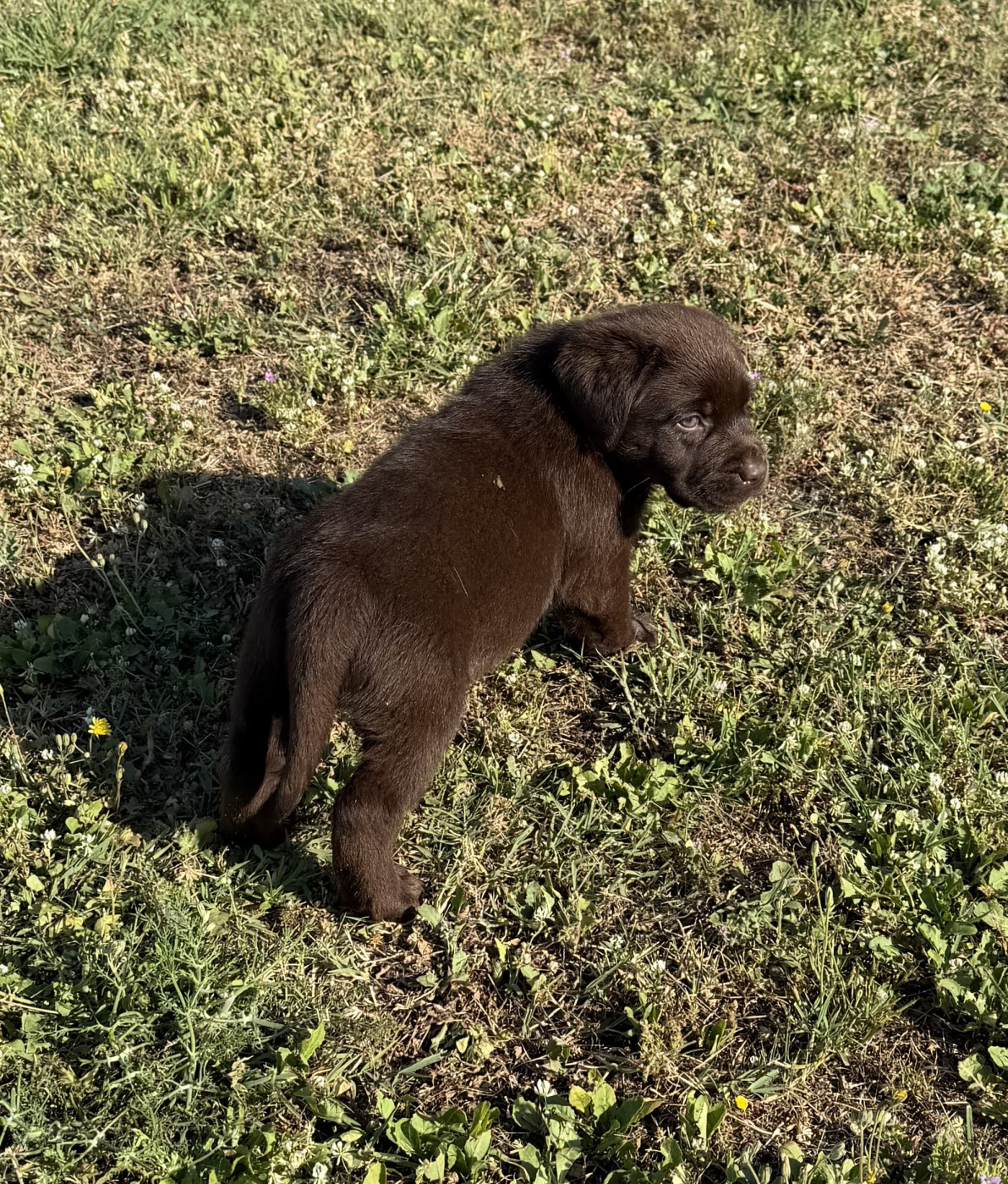 du clos du barrian - Chiots disponibles - Labrador Retriever