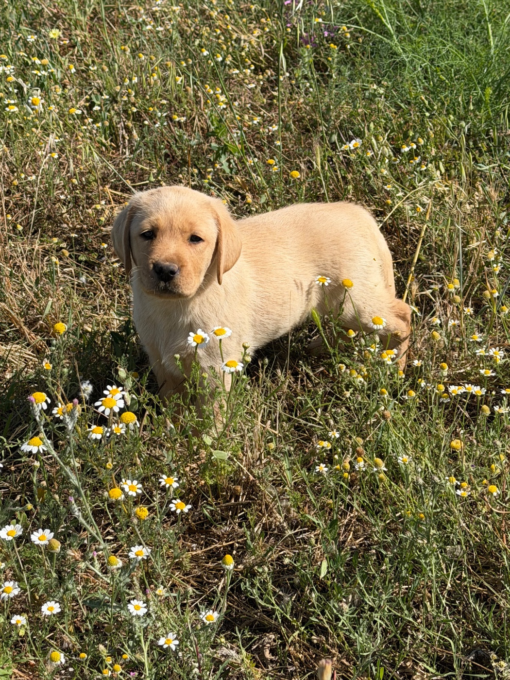 du clos du barrian - Chiots disponibles - Labrador Retriever