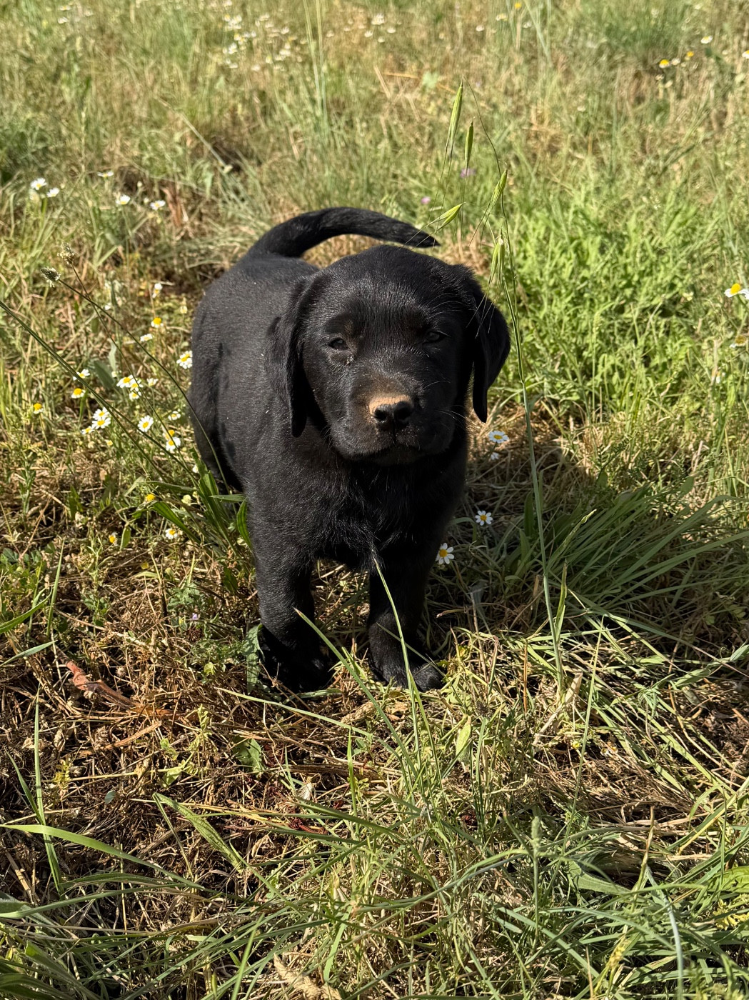 du clos du barrian - Chiots disponibles - Labrador Retriever
