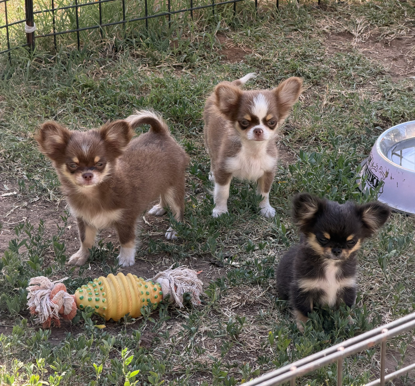 Chiot Chihuahua du clos du barrian