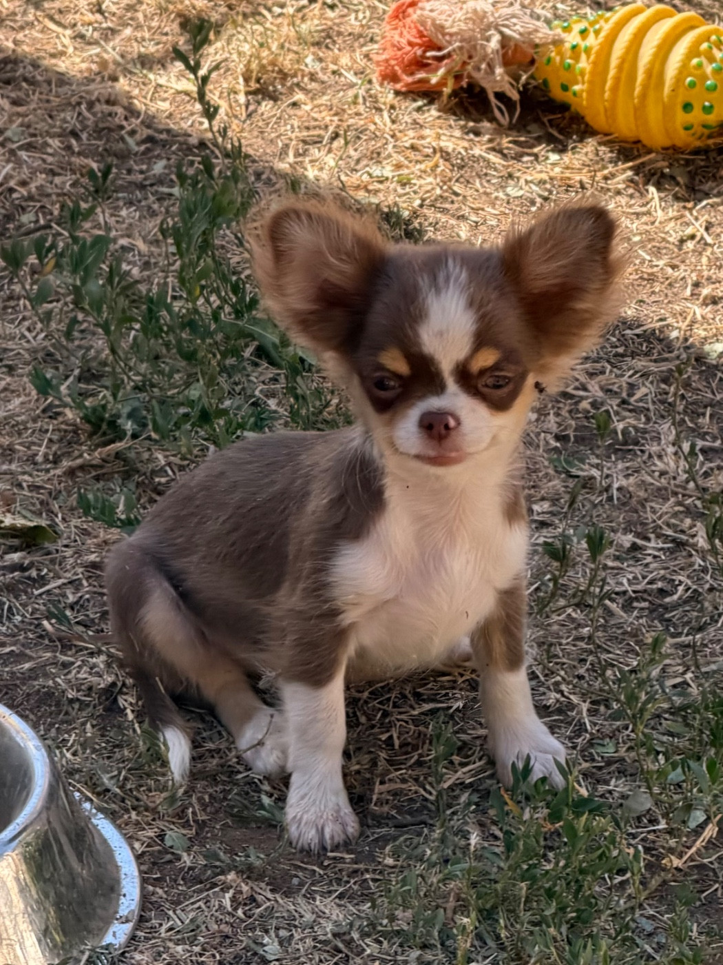 du clos du barrian - Chiots disponibles - Chihuahua