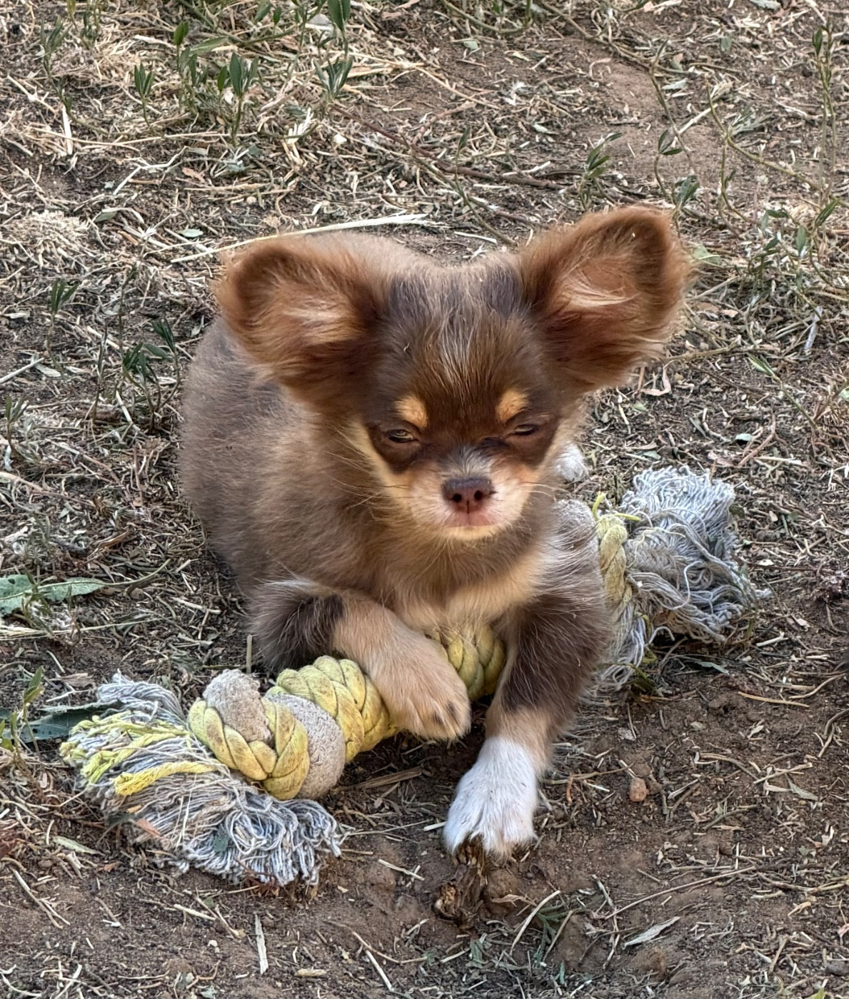du clos du barrian - Chiots disponibles - Chihuahua