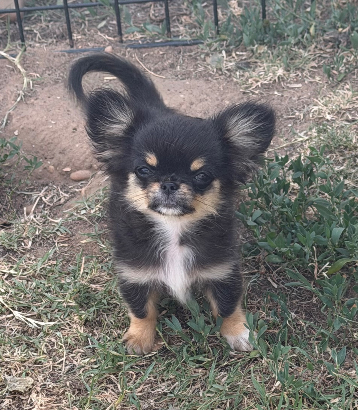 du clos du barrian - Chiots disponibles - Chihuahua
