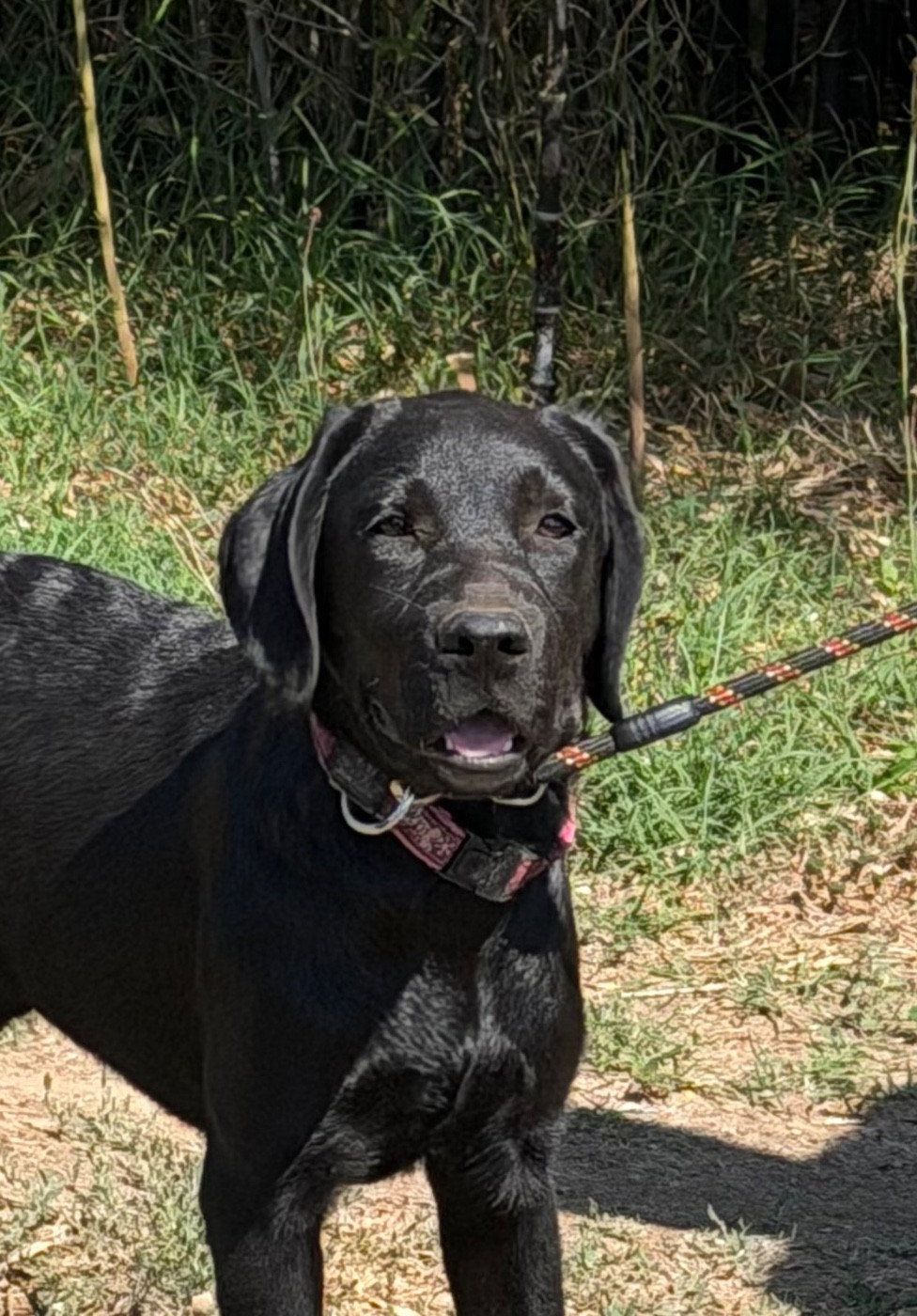 du clos du barrian - Chiots disponibles - Labrador Retriever