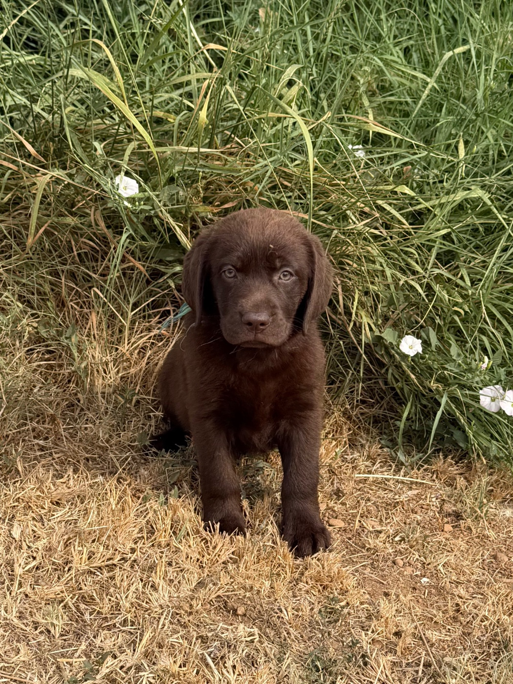 du clos du barrian - Chiots disponibles - Labrador Retriever