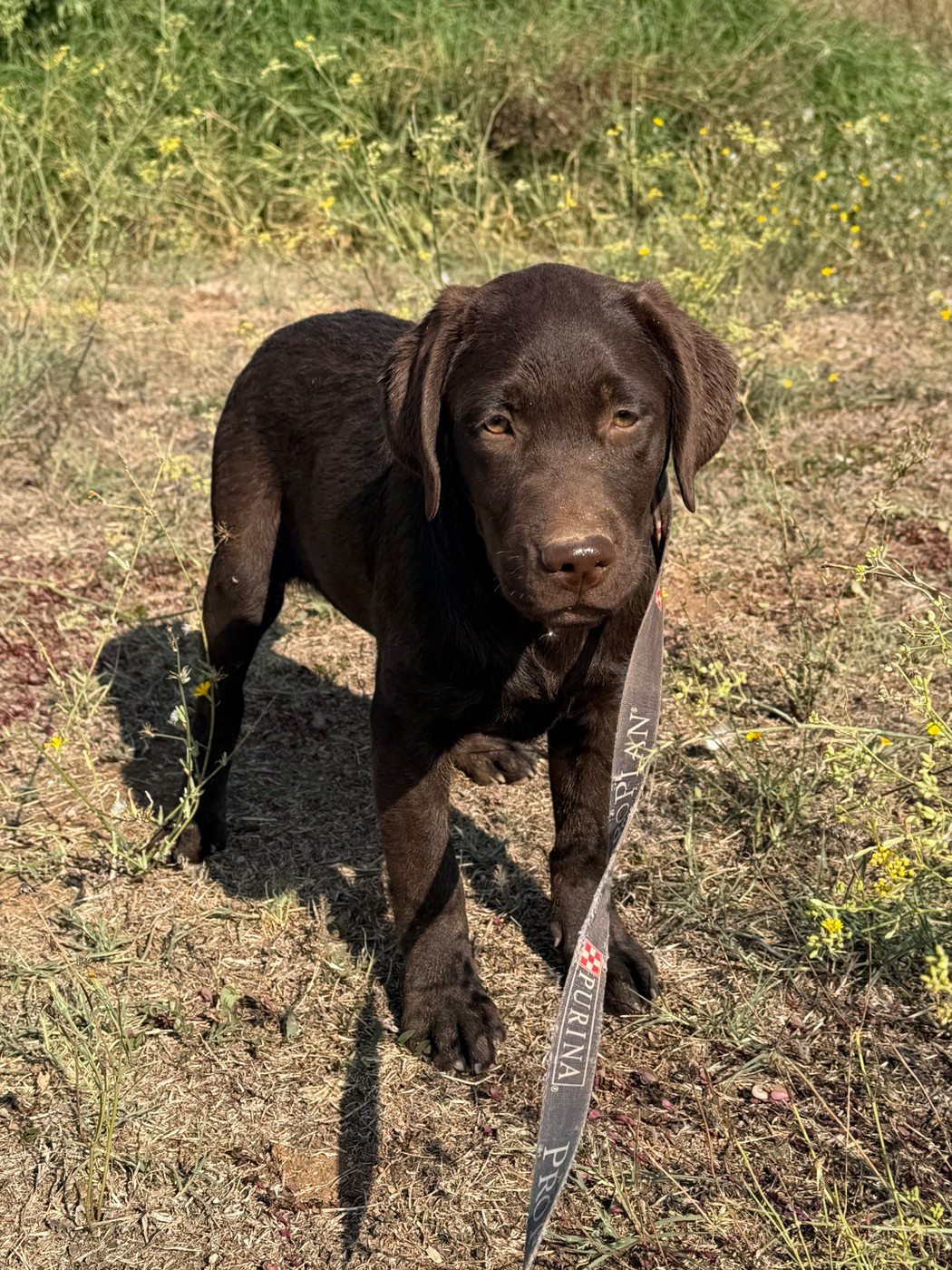 du clos du barrian - Chiots disponibles - Labrador Retriever